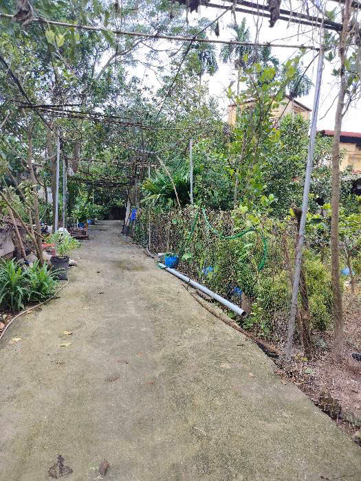 Bán đất Ninh Sở, Thường tín